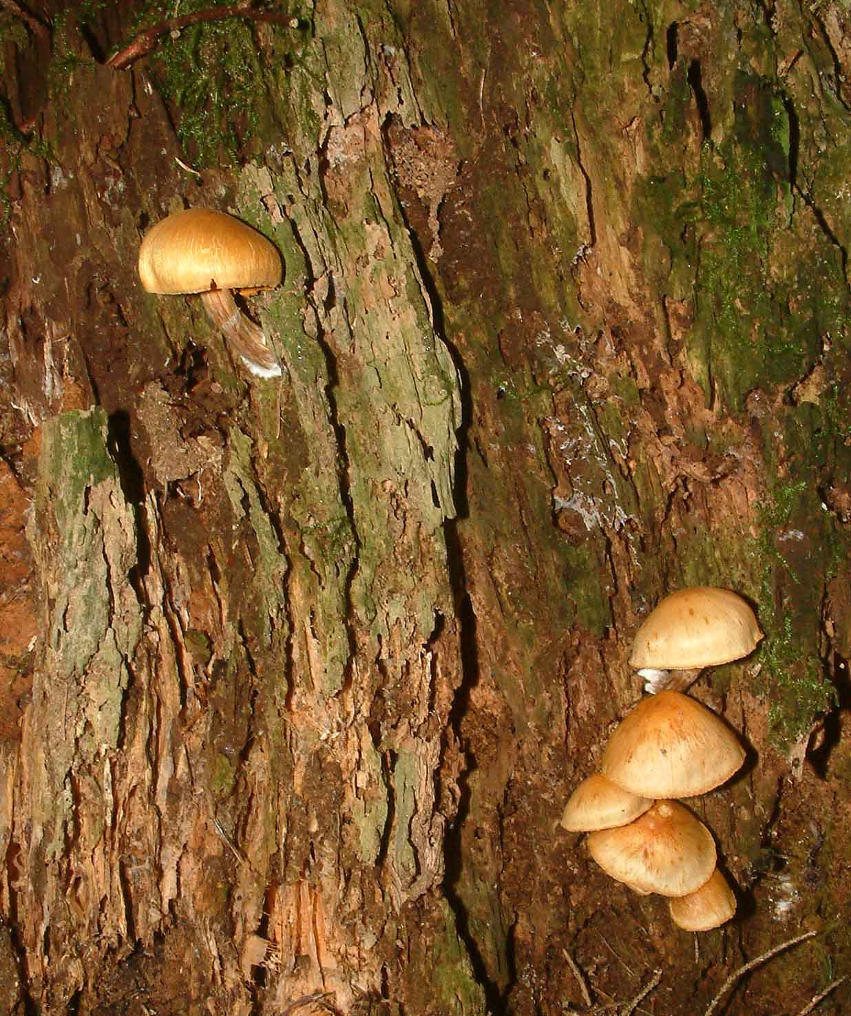 Cosa ha da fare un marinaio in montagna se non....